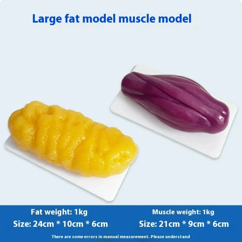 Nutrition Fitness Center - Repliche di Muscoli e Grasso Umani: